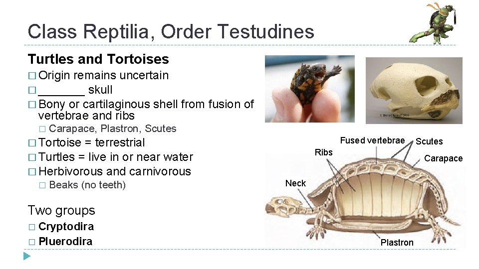 Class Reptilia, Order Testudines Turtles and Tortoises � Origin remains uncertain � _______ skull