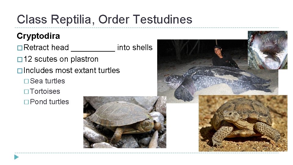 Class Reptilia, Order Testudines Cryptodira � Retract head _____ into shells � 12 scutes