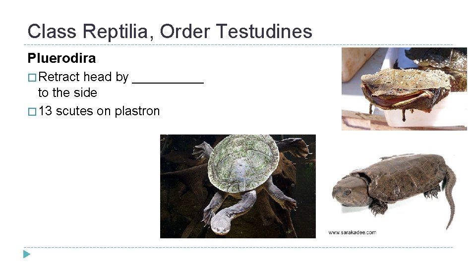 Class Reptilia, Order Testudines Pluerodira � Retract head by _____ to the side �