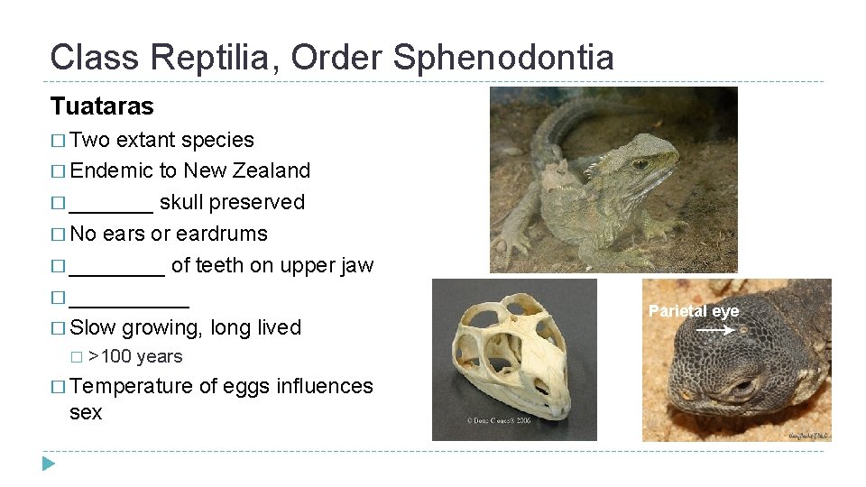 Class Reptilia, Order Sphenodontia Tuataras � Two extant species � Endemic to New Zealand