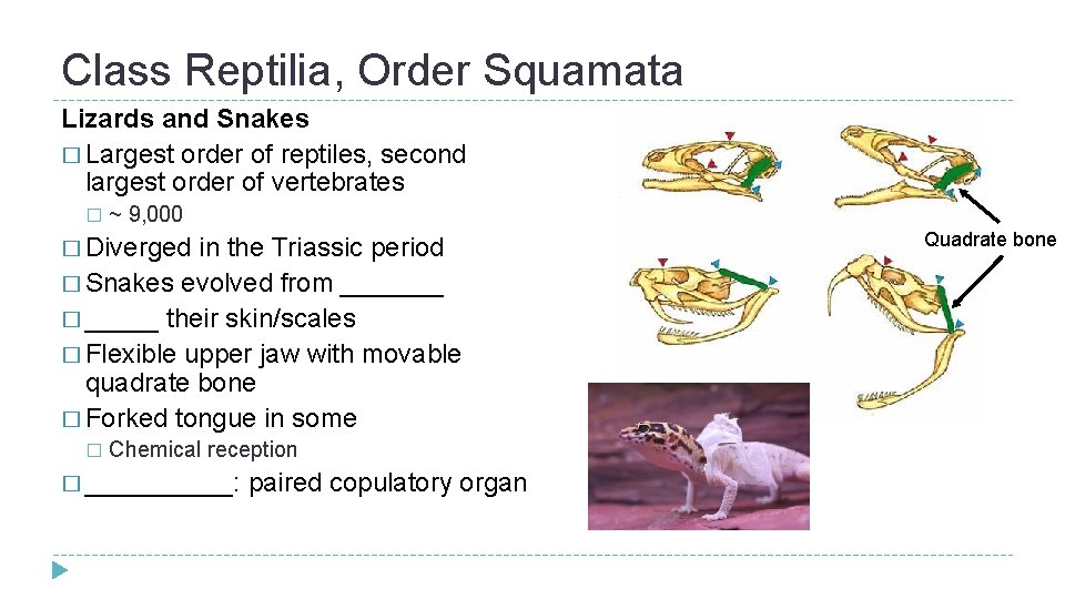 Class Reptilia, Order Squamata Lizards and Snakes � Largest order of reptiles, second largest