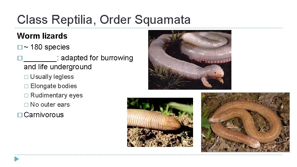 Class Reptilia, Order Squamata Worm lizards �~ 180 species � ____: adapted for burrowing