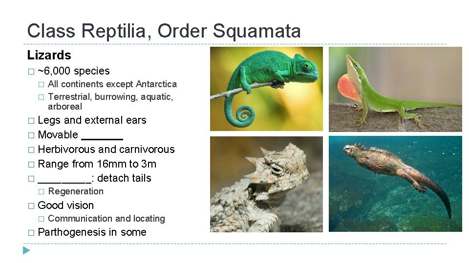 Class Reptilia, Order Squamata Lizards � ~6, 000 � � species All continents except