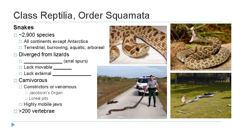 Class Reptilia, Order Squamata Snakes � ~2, 900 � � species All continents except