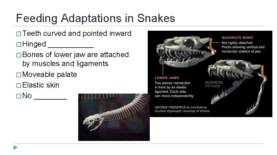 Feeding Adaptations in Snakes � Teeth curved and pointed inward � Hinged ______ �