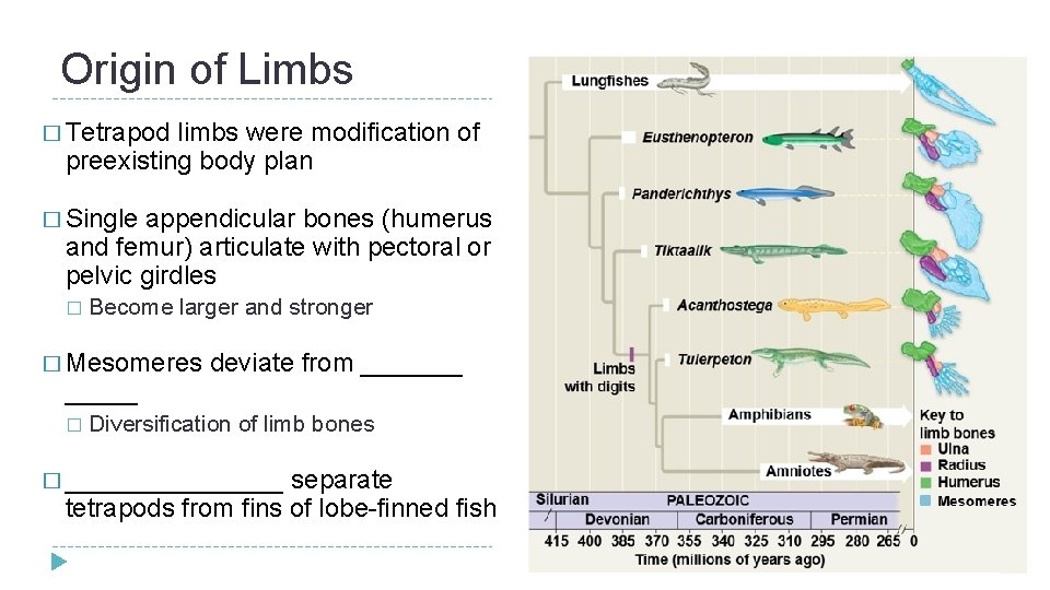 Origin of Limbs � Tetrapod limbs were modification of preexisting body plan � Single