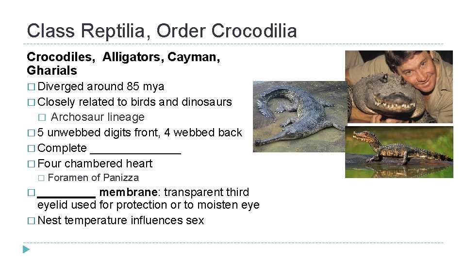Class Reptilia, Order Crocodilia Crocodiles, Alligators, Cayman, Gharials � Diverged around 85 mya �