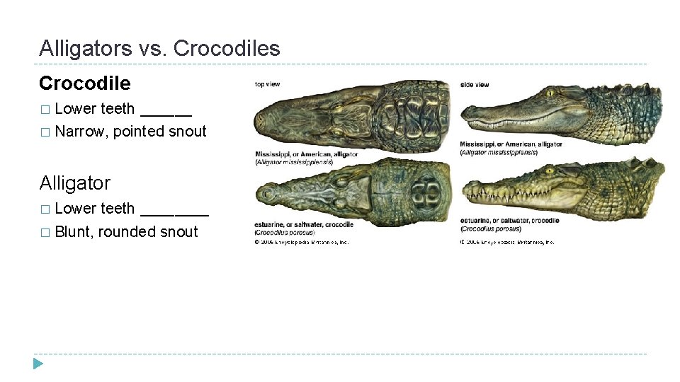 Alligators vs. Crocodiles Crocodile � Lower teeth ______ � Narrow, pointed snout Alligator �