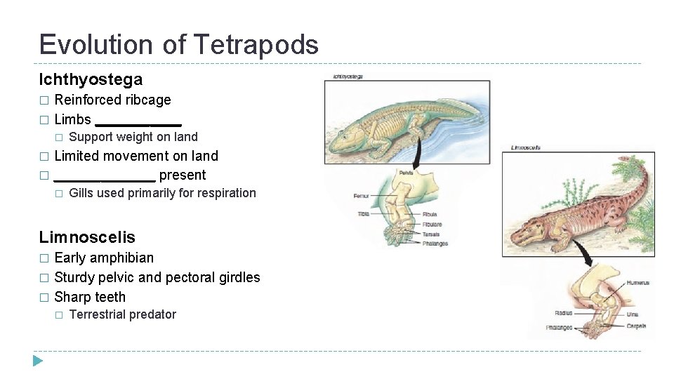 Evolution of Tetrapods Ichthyostega Reinforced ribcage � Limbs ______ � � Support weight on