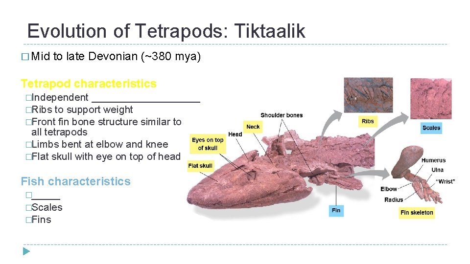 Evolution of Tetrapods: Tiktaalik � Mid to late Devonian (~380 mya) Tetrapod characteristics �Independent