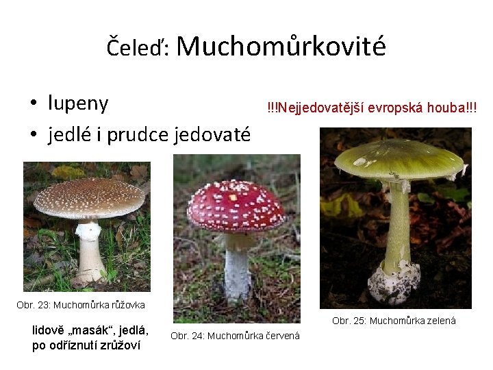 Čeleď: Muchomůrkovité • lupeny • jedlé i prudce jedovaté !!!Nejjedovatější evropská houba!!! Obr. 23: