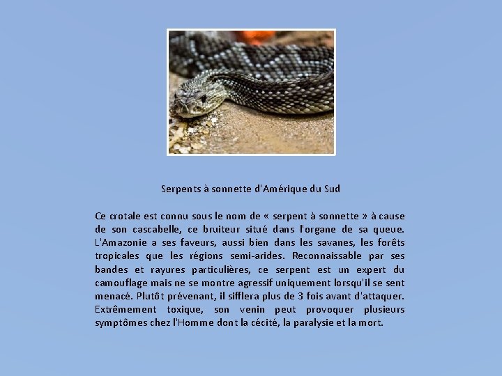 Serpents à sonnette d'Amérique du Sud Ce crotale est connu sous le nom de Serpents à sonnette d'Amérique du Sud Ce crotale est connu sous le nom de