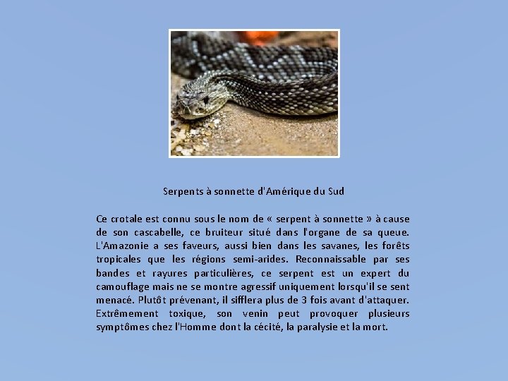 Serpents à sonnette d'Amérique du Sud Ce crotale est connu sous le nom de