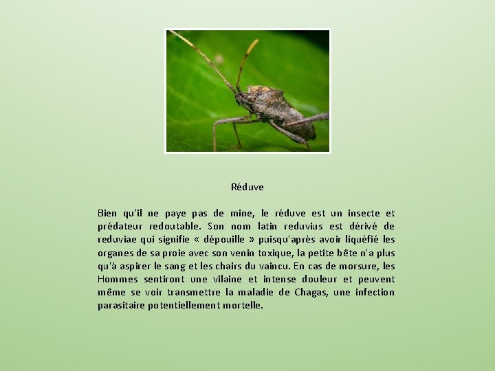 Réduve Bien qu'il ne paye pas de mine, le réduve est un insecte et Réduve Bien qu'il ne paye pas de mine, le réduve est un insecte et