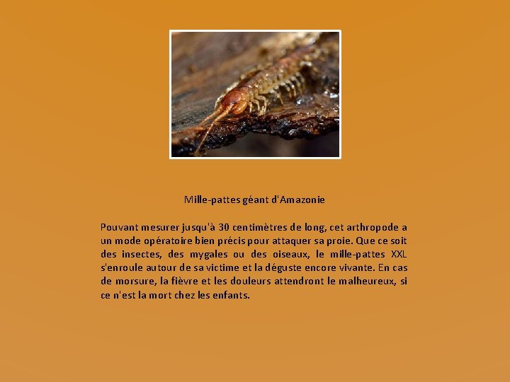 Mille-pattes géant d'Amazonie Pouvant mesurer jusqu'à 30 centimètres de long, cet arthropode a un Mille-pattes géant d'Amazonie Pouvant mesurer jusqu'à 30 centimètres de long, cet arthropode a un