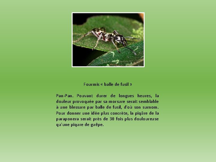 Fourmis « balle de fusil » Pan-Pan. Pouvant durer de longues heures, la douleur