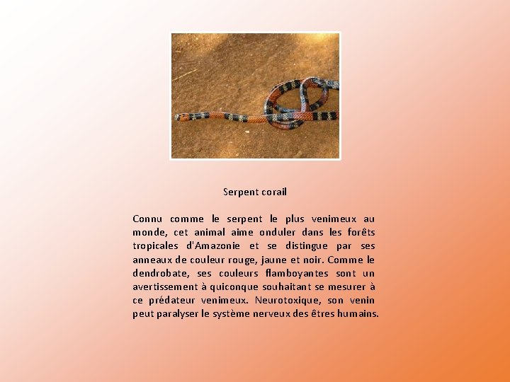 Serpent corail Connu comme le serpent le plus venimeux au monde, cet animal aime