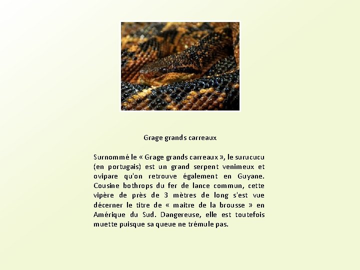 Grage grands carreaux Surnommé le « Grage grands carreaux » , le surucucu (en