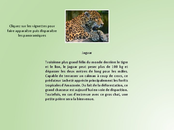 Cliquez sur les vignettes pour faire apparaître puis disparaître les panoramiques Jaguar Troisième plus Cliquez sur les vignettes pour faire apparaître puis disparaître les panoramiques Jaguar Troisième plus