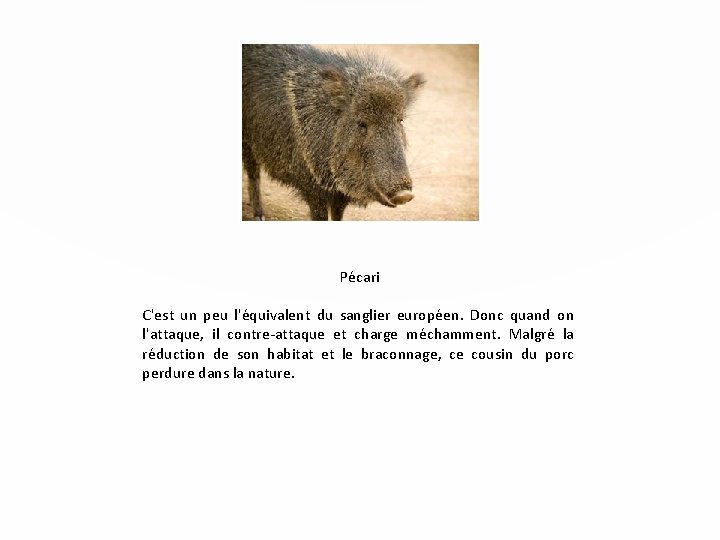 Pécari C'est un peu l'équivalent du sanglier européen. Donc quand on l'attaque, il contre-attaque Pécari C'est un peu l'équivalent du sanglier européen. Donc quand on l'attaque, il contre-attaque