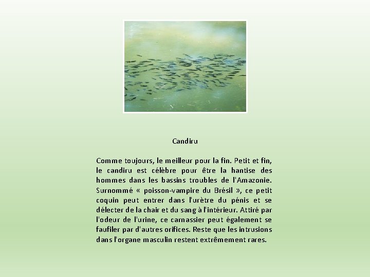Candiru Comme toujours, le meilleur pour la fin. Petit et fin, le candiru est Candiru Comme toujours, le meilleur pour la fin. Petit et fin, le candiru est
