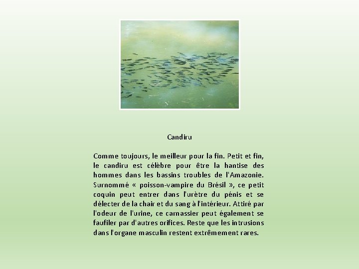 Candiru Comme toujours, le meilleur pour la fin. Petit et fin, le candiru est