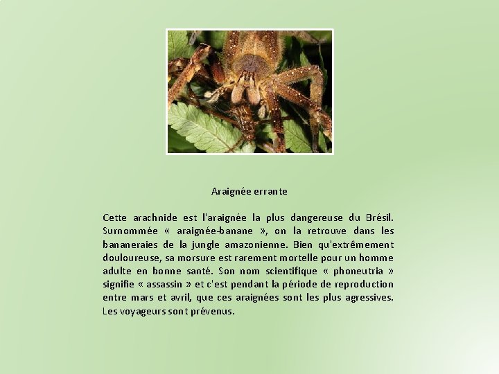 Araignée errante Cette arachnide est l'araignée la plus dangereuse du Brésil. Surnommée « araignée-banane