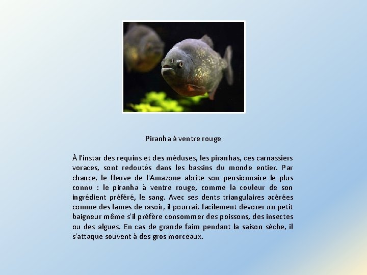 Piranha à ventre rouge À l'instar des requins et des méduses, les piranhas, ces