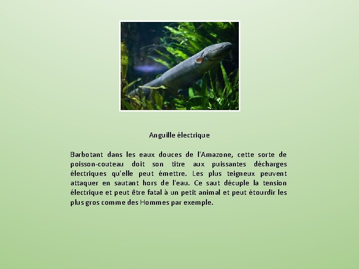 Anguille électrique Barbotant dans les eaux douces de l'Amazone, cette sorte de poisson-couteau doit