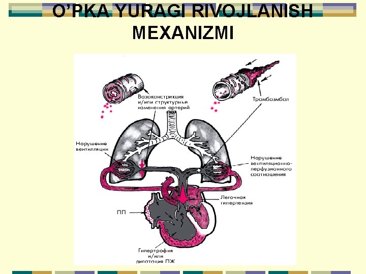 O’PKA YURAGI RIVOJLANISH MEХANIZMI 