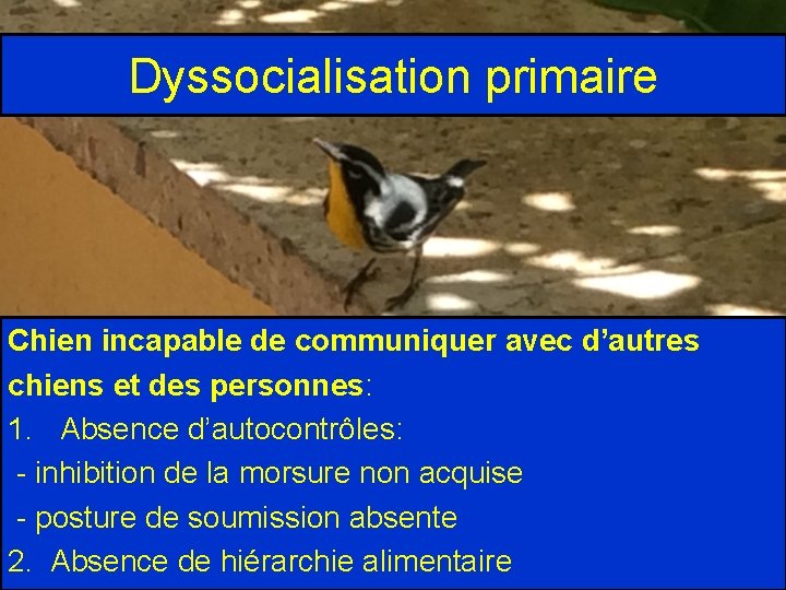 Dyssocialisation primaire Chien incapable de communiquer avec d’autres chiens et des personnes: 1. Absence