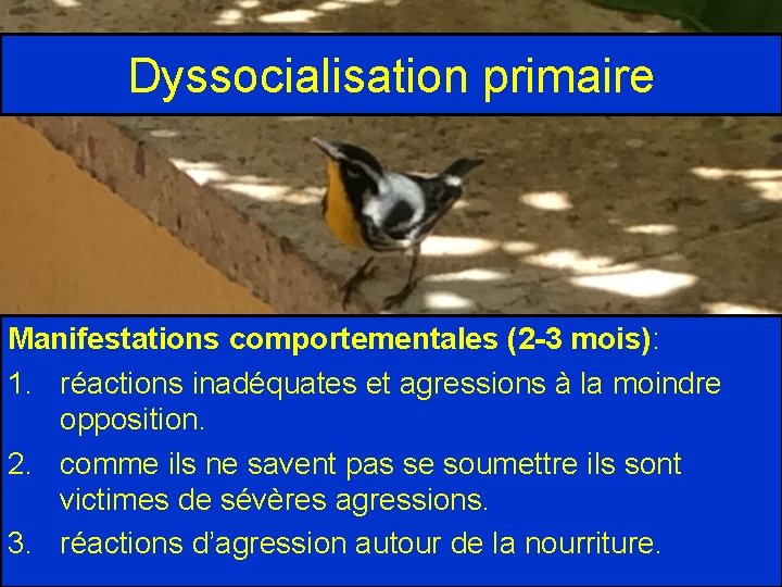 Dyssocialisation primaire Manifestations comportementales (2 -3 mois): 1. réactions inadéquates et agressions à la