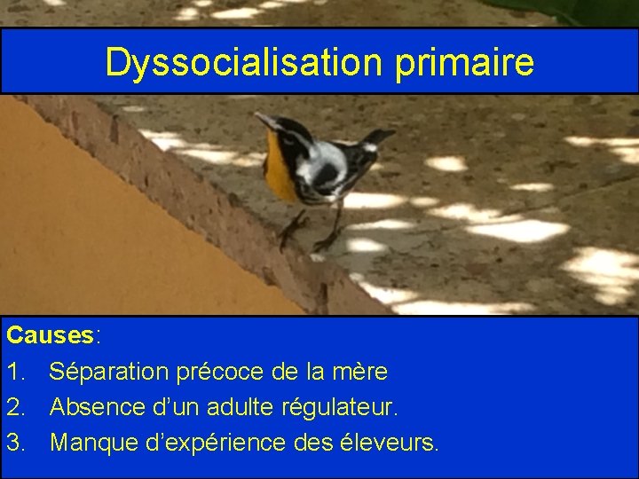 Dyssocialisation primaire Causes: 1. Séparation précoce de la mère 2. Absence d’un adulte régulateur.