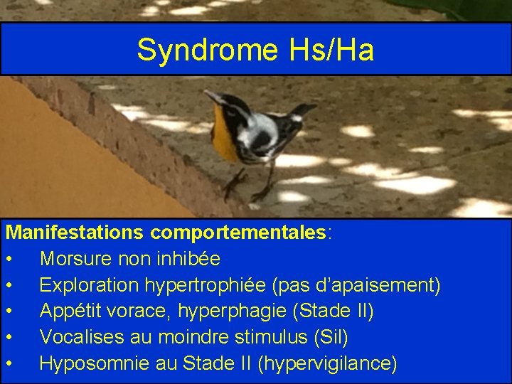 Syndrome Hs/Ha Manifestations comportementales: • Morsure non inhibée • Exploration hypertrophiée (pas d’apaisement) •
