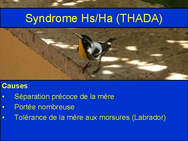 Syndrome Hs/Ha (THADA) Causes: • Séparation précoce de la mère • Portée nombreuse •