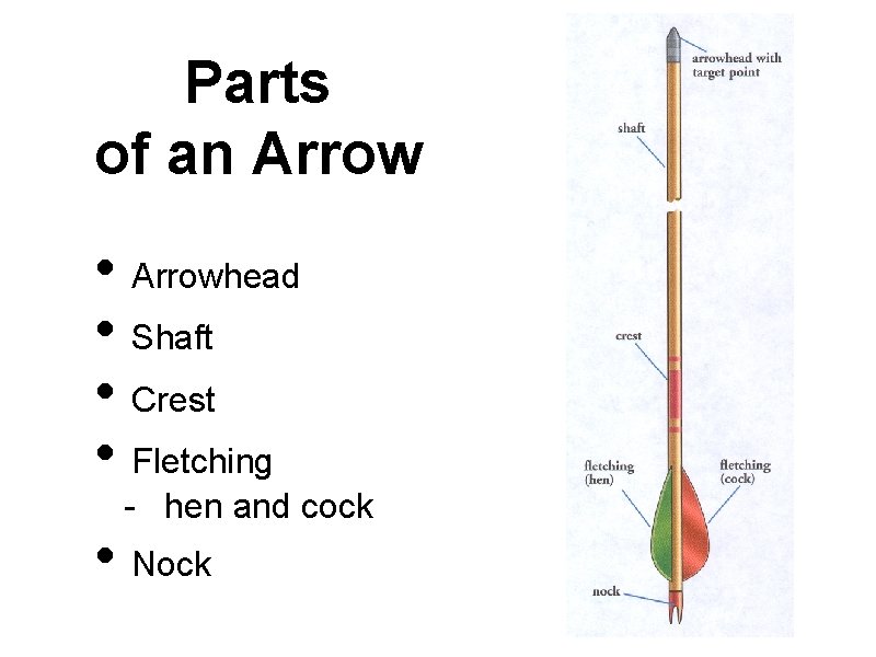 Parts of an Arrow • Arrowhead • Shaft • Crest • Fletching - hen