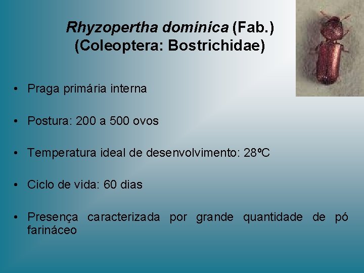 Rhyzopertha dominica (Fab. ) (Coleoptera: Bostrichidae) • Praga primária interna • Postura: 200 a