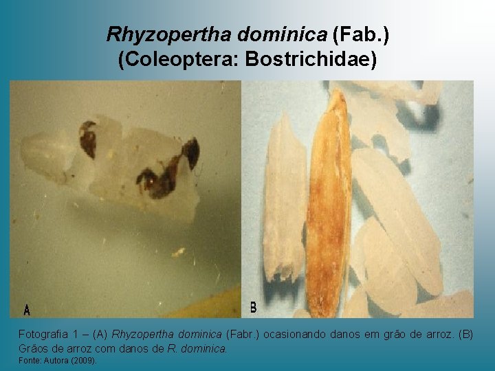 Rhyzopertha dominica (Fab. ) (Coleoptera: Bostrichidae) Fotografia 1 – (A) Rhyzopertha dominica (Fabr. )