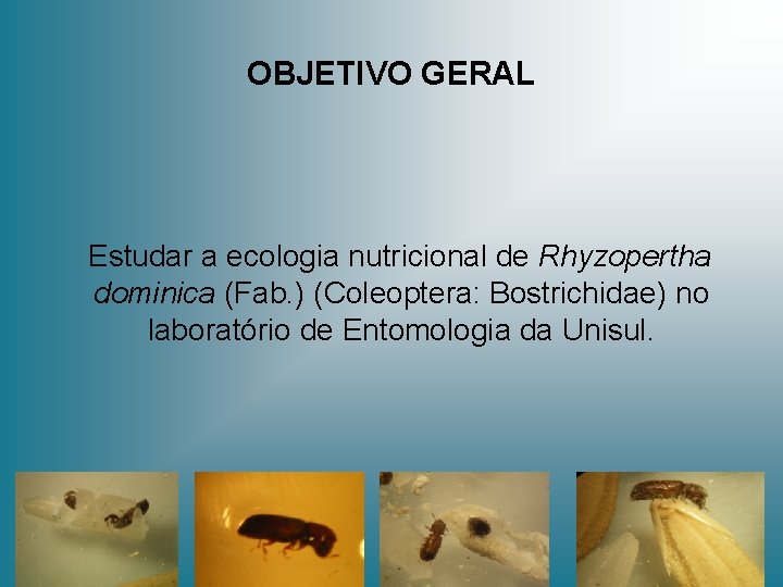 OBJETIVO GERAL Estudar a ecologia nutricional de Rhyzopertha dominica (Fab. ) (Coleoptera: Bostrichidae) no