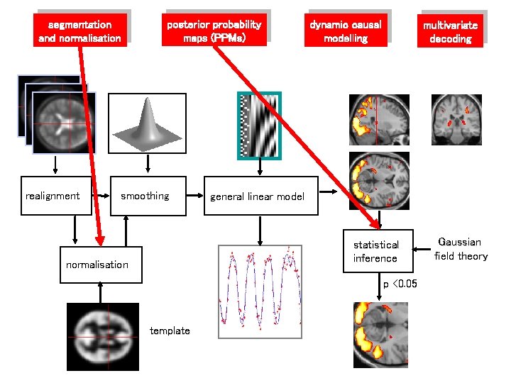 segmentation and normalisation realignment posterior probability maps (PPMs) smoothing dynamic causal modelling multivariate decoding