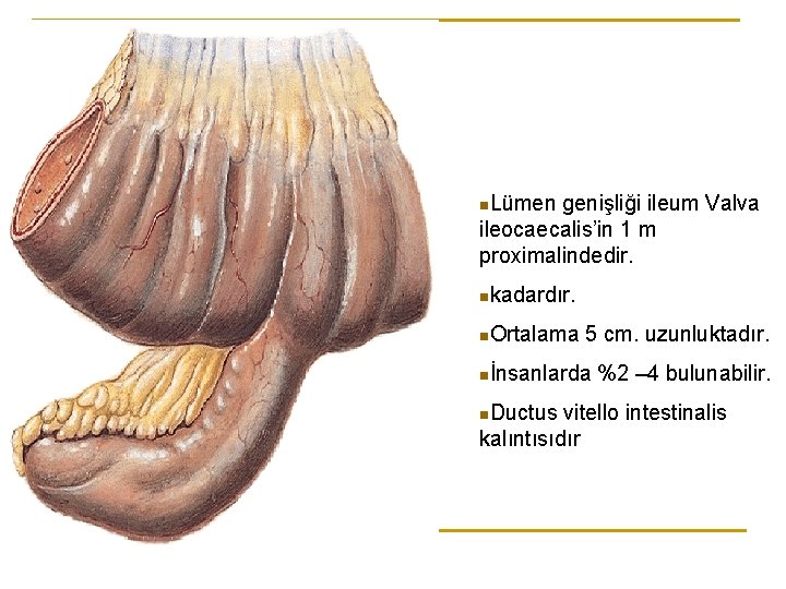 Lümen genişliği ileum Valva ileocaecalis’in 1 m proximalindedir. n n kadardır. n Ortalama 5