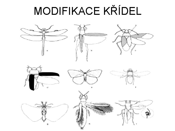 MODIFIKACE KŘÍDEL 