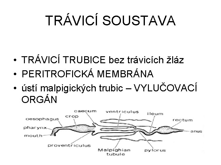 TRÁVICÍ SOUSTAVA • TRÁVICÍ TRUBICE bez trávicích žláz • PERITROFICKÁ MEMBRÁNA • ústí malpigických