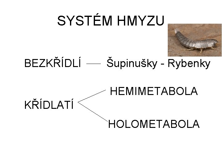 SYSTÉM HMYZU BEZKŘÍDLÍ Šupinušky - Rybenky HEMIMETABOLA KŘÍDLATÍ HOLOMETABOLA 