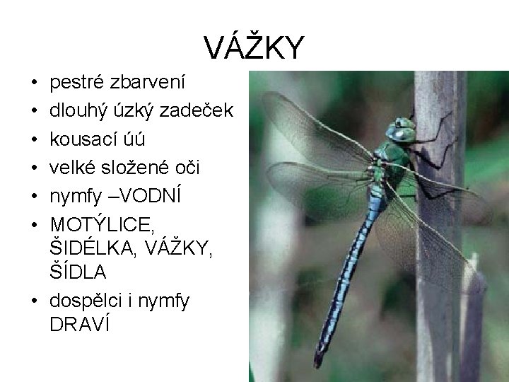 VÁŽKY • • • pestré zbarvení dlouhý úzký zadeček kousací úú velké složené oči