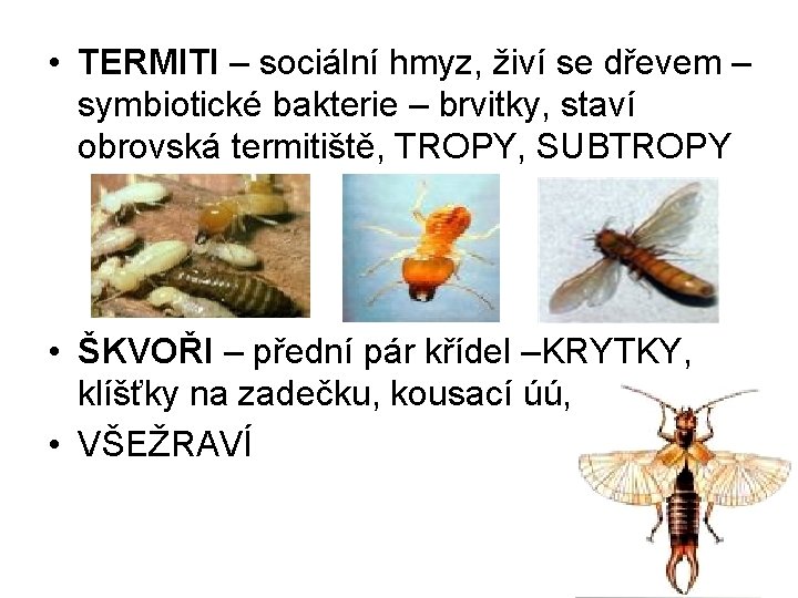  • TERMITI – sociální hmyz, živí se dřevem – symbiotické bakterie – brvitky,
