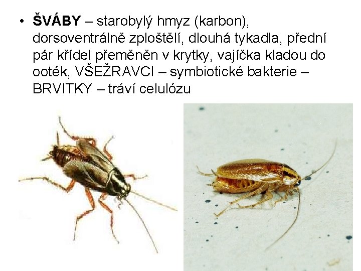  • ŠVÁBY – starobylý hmyz (karbon), dorsoventrálně zploštělí, dlouhá tykadla, přední pár křídel