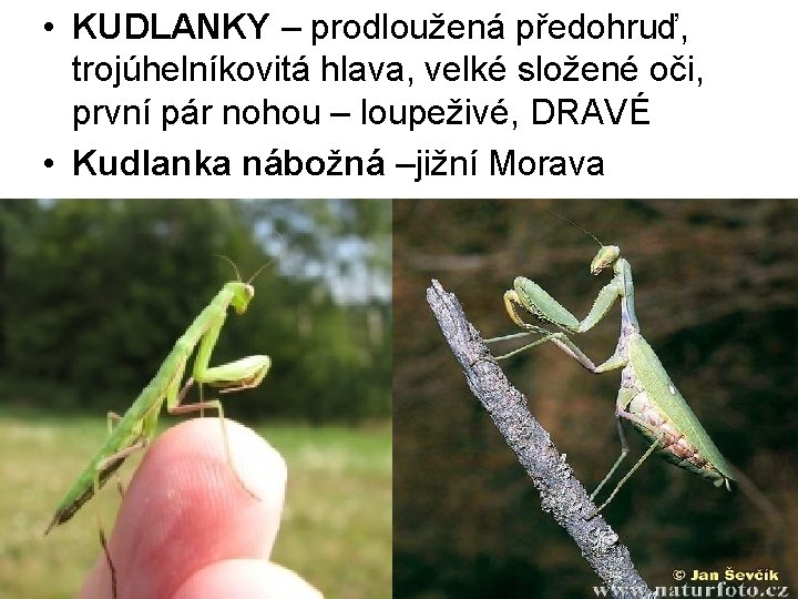  • KUDLANKY – prodloužená předohruď, trojúhelníkovitá hlava, velké složené oči, první pár nohou