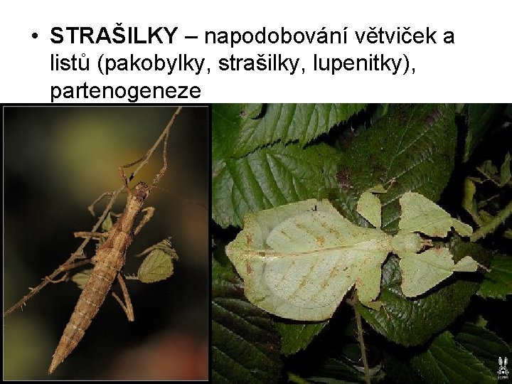  • STRAŠILKY – napodobování větviček a listů (pakobylky, strašilky, lupenitky), partenogeneze 