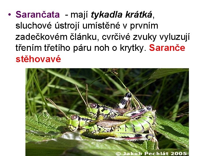  • Sarančata - mají tykadla krátká, sluchové ústrojí umístěné v prvním zadečkovém článku,